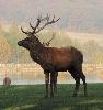 ... durant la p�riode du rut ...