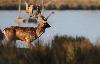Egalement pr�sent dans le parc, le daim a �t� introduit en Europe par les Romains en tant qu'animal d'agr�ment et de gibier ...