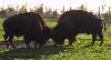  Le parc accueille des bisons d'Europe et d'Am�rique. Ici ceux d'Am�rique ...