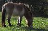 Le cheval de Przewalski (dernier cheval sauvage). C'est le cheval peint dans les grottes de Lascaux. Il vivait autrefois dans les steppes de l�Europe centrale et jusqu�en Asie centrale. La Mongolie fut sa derni�re patrie. C�est en 1879 qu�un explorateur, du nom de Przewalski, le d�couvrit et lui donna son nom. Il fut sauv� par les zoos. Il est � pr�sent r�introduit en Mongolie.