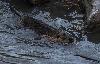 Un rongeur est pr�sent : le ragondin ...