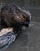... Tous les individus, pr�sents en Europe, proviennent d'�vasions ou de l�chers volontaires.