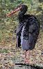La Cigogne noire est, quant � elle, un oiseau ultra secret ...