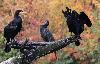 De nombreux Grands Cormorans ont �lu domicile sur l'un des �tangs qui agr�mentent le parc.