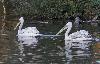 Les rares P�licans fris�s partagent leur habitat.