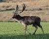 Il est temps de prendre cong� des h�tes du parc animalier de Sainte-Croix, daims ...