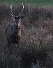 ... cerfs (ici un jeune m�le) ...