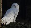 L'Harfang des neiges (ici un m�le) est la chouette des grands froids et de la toundra.