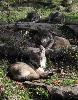 ...  un dernier regard sur les loups d'Europe, symbole du parc de Sainte-Croix.