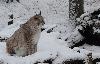 Cadeau le vendredi 2 f�vrier 2013 : la neige est de la partie. Le lynx bor�al, ici un m�le, appr�cie ...