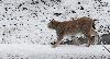 ... alliant gr�ce et l�g�ret� ...