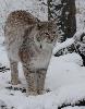 Pendant ce temps, le lynx bor�al m�le s'est lev�...