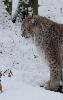 ... d�cid�ment bien placide !