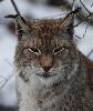... on ne rencontrera jamais son regard, car elle nous ignore superbement ...