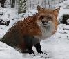 Le renard roux est �galement l'un des h�tes de ce parc, � l'image des quelque 100 esp�ces qui y vivent ...