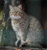 ... tout comme le chat forestier ...
