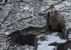 Les Vautours fauves d�ploient souvent leurs ailes ...