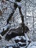 ... le Vautour fauve n'est qu'un charognard ... contribuant ainsi � l'�limination des cadavres.