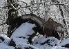 Seuls des Vautours fauves bless�s ...