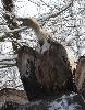 ... et incapables de vivre en libert� ...