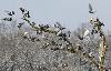 Qu'est-ce qui a d�rang� ces Pigeons bisets domestiques ?