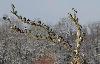 Un petit tour ... et les voil� � nouveau perch�s !