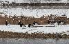 Des Bernaches nonnettes se reposent sur la berge enneig�e.