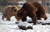 Autre grand pr�dateur h�berg� par le parc : l'ours brun, ici un m�le et une femelle ...