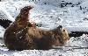 ... particuli�rement ravie de la neige fra�chement tomb�e ...