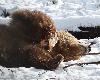 ... elle y frotte sa t�te ...