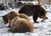 Outre le m�le, le parc h�berge trois femelles, dont deux soeurs plus petites et plus claires ...