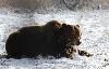 ... et se couche � son tour dans la neige fra�che.