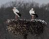 Un couple de Cigognes blanches a �lu domicile � l'ann�e dans le parc ...