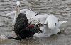 ... il arrive qu'un Grand Cormoran soit plus rapide que les P�licans fris�s ...