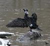 Grand Cormoran en plumage nuptial
