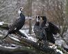 Deux m�les de Grands Cormorans courtisent une femelle.