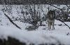 La neige s'est mise � tomber ... voici les autres grands pr�dateurs du parc ...