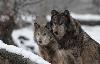 ... les loups bruns d'Europe ...