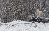 Autre meute de loups, les loups blancs ...