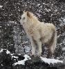 ... sous la neige ...