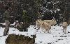 Notre guide, accompagn� d'un autre responsable, apporte la nourriture aux loups blancs. Ces derniers ont un comportement compl�tement diff�rent des loups bruns : loin d'�tre craintifs, ils sont press�s d'obtenir leur repas ...