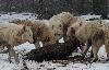 ... leur comportement diff�re �galement au moment de se nourrir : ils se nourrissent tous ensemble ...
