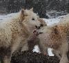 ... et les altercations semblent bien ... gentilles ... par rapport aux sc�nes d'intimidation entre loups bruns !