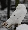 Dernier h�te du parc, embl�matique des grands froids et du grand nord ...