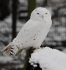 l'Harfang des neiges, ici un m�le, dans son �l�ment en ce jour de neige ... v�ritable r�gal pour les photographes !