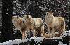 ... le soleil est revenu, les loups blancs nous d�visagent sereinement.