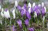 Les crocus printaniers se r�veillent dans la ros�e.