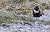 Le Merle � plastron est un des premiers � faire entendre son chant.