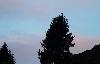 Le roucoulement du T�tras lyre s'entend � des kilom�tres, mais il reste difficile � localiser. Soudain, on l'aper�oit perch� sur un sapin.