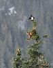 Tr�s vite, il se met � parader ...